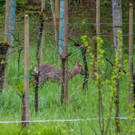 Cruna Di Subida Wine Farmház Cormòns