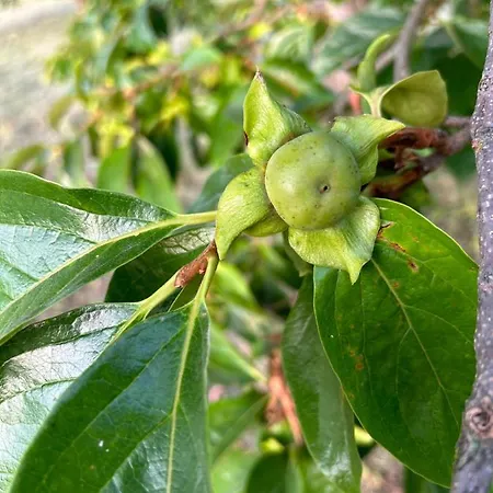 Cruna Di Subida Wine Cormòns