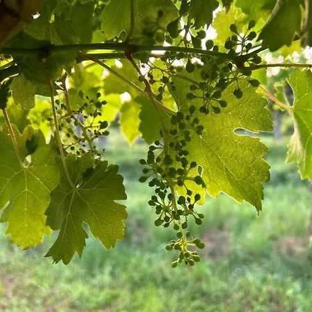 Lantgård Cruna Di Subida Wine Cormòns